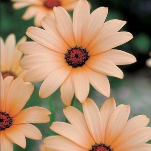 Meet your Posher, Charisma